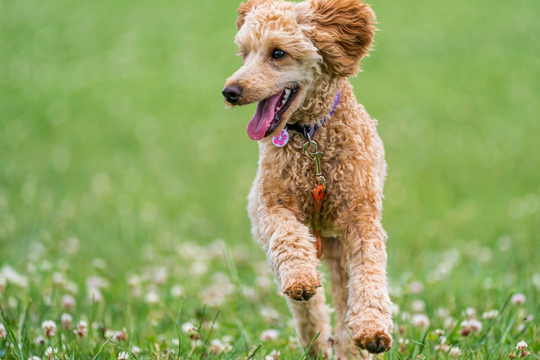 Poodle Service Dog Everything You Need to Know Pettable ESA Experts